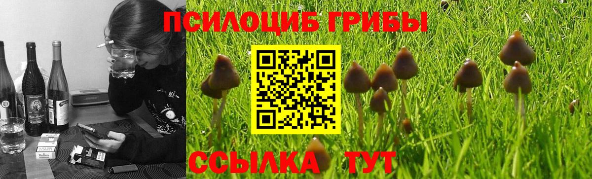 Псилоцибиновые грибы Cubensis Касимов
